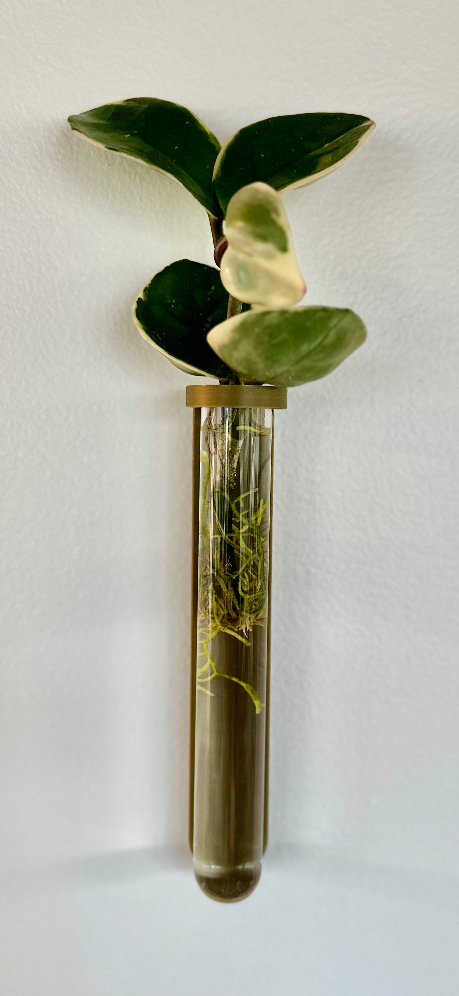 Wall-mounted plant propagation tube for growing cuttings. Stylish and space-saving propagation station mountable with command strips, perfect for modern home decor. 