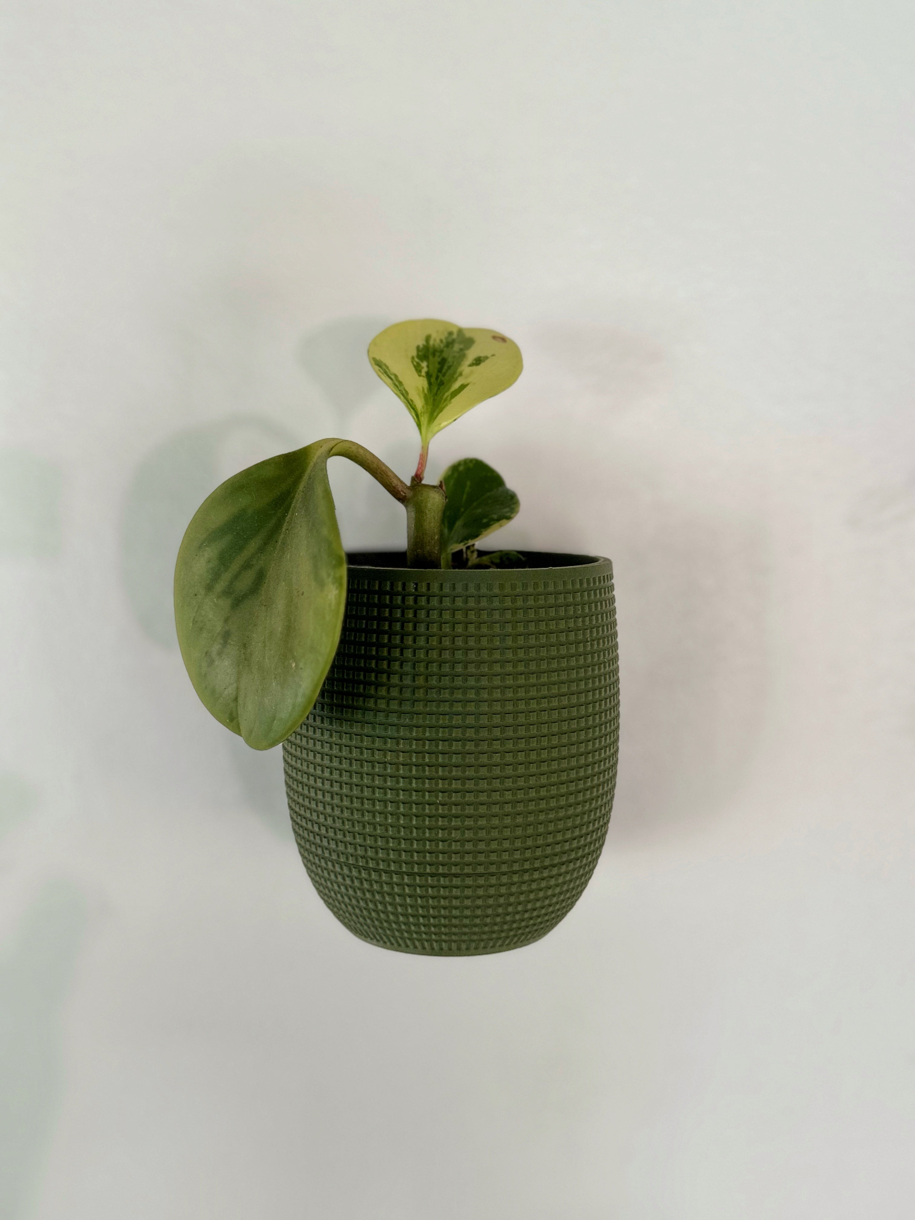 3D printed wall-mounted planter with hidden drip tray for indoor gardening. Stylish and functional plant pot, perfect for modern home decor. 