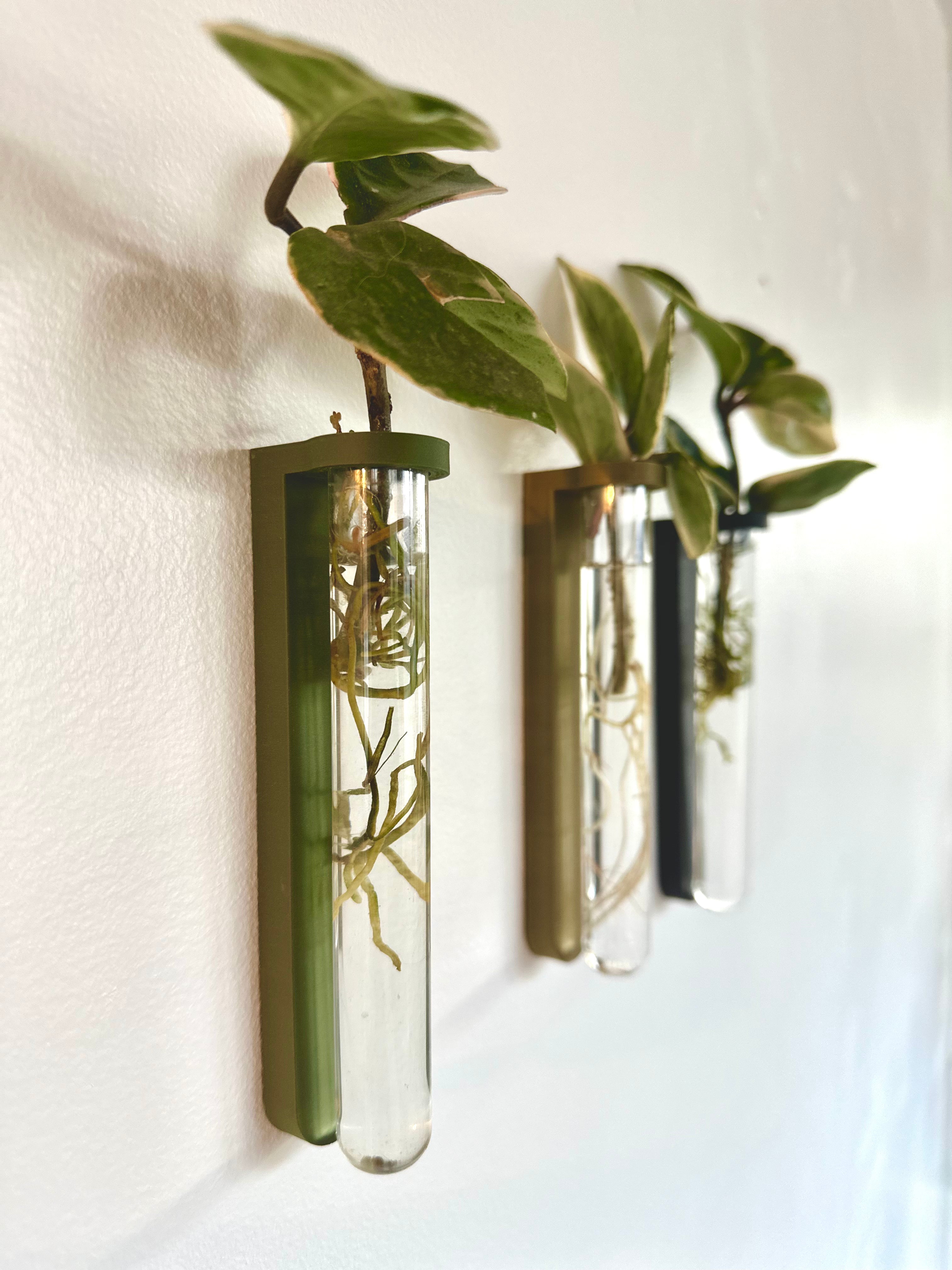 Wall-mounted plant propagation tube for growing cuttings. Stylish and space-saving propagation station mountable with command strips, perfect for modern home decor. 