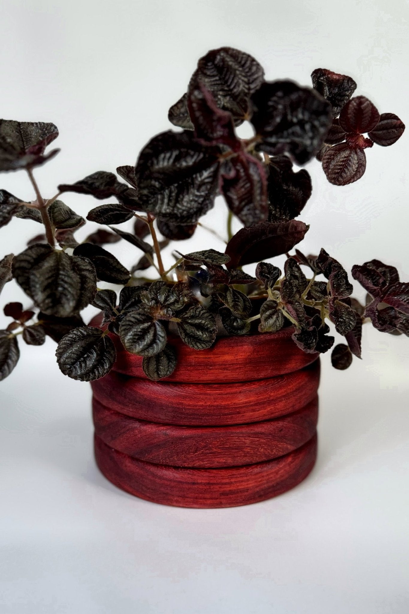 Padauk Pot - Cypress Creative Co